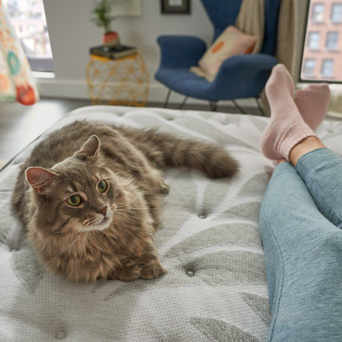 Silver Pine Innerspring Mattress - Discount Furniture World (Burlington,NC)